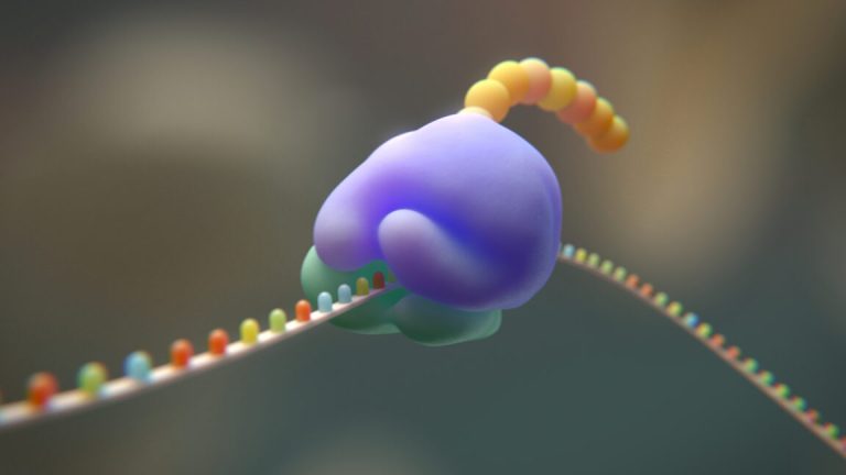 Des chercheurs tentent de réduire le code génétique de 20 à 19 acides aminés