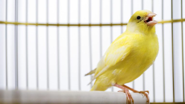 Les bases de données électorales canadiennes utilisent des « pièges canaris » — et ça marche