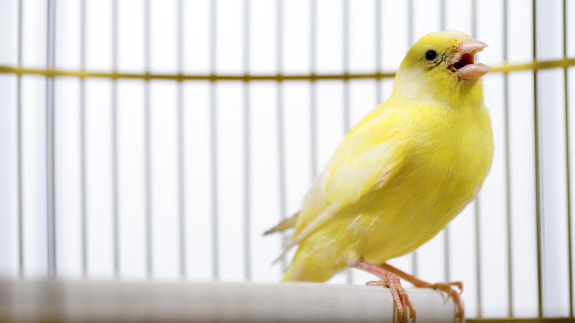 Les bases de données électorales canadiennes utilisent des « pièges canaris » — et ça marche